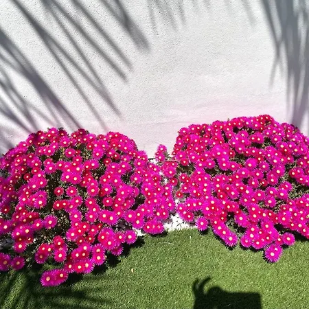 Holiday home Rosalia - Levante